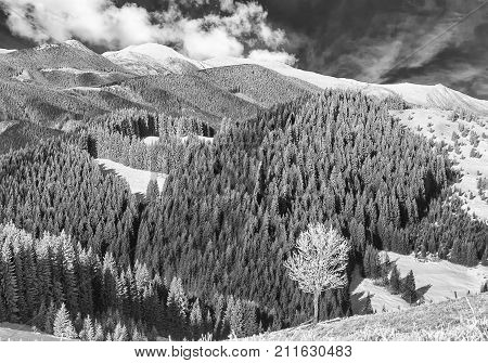 Lonely tree on the rime-covered in winter mountain