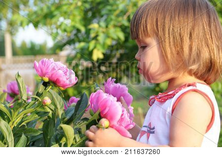little girl portrait smell bloomig peony at summer beautiful pink flowers