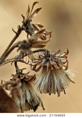 Sand Thistle