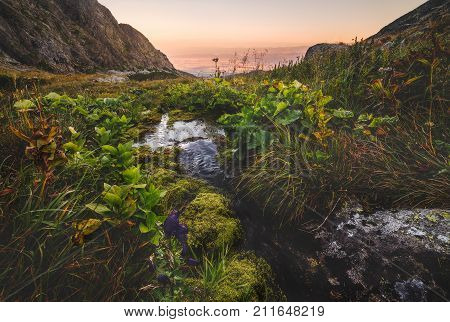 Mountain Creek with Plants in Velicka Valley High Tatras Slovakia.