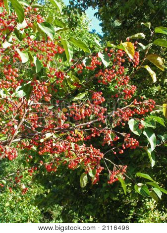Prydplante Crabapple frugt (Malus arter)