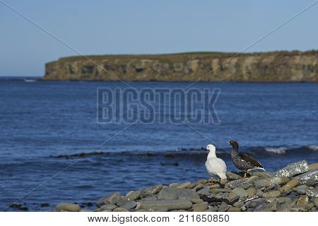 Pair of Kelp Geese (Chloephaga hybrida malvinarum) on the rocky coast of Sea Lion Island in the Falkland Islands.