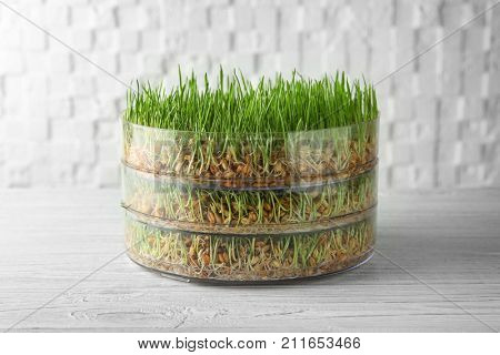 Sprouter with wheat grass on table