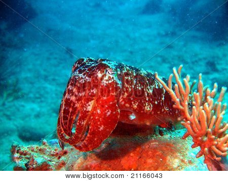 Devilfish, Vietnam, Nha Trang
