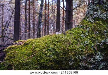 Close up of Moss on tree. Nature life background.