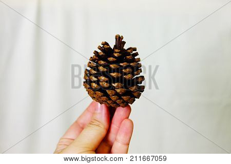 Hand hold pine cone on winter season holidays