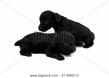 little puppies pawl isolated on white background