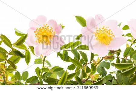 rosehip branch with flowers isolated on white background