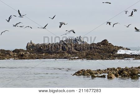 flock of seagulls taking off from a lorge rock at sea with waves lapping its edges