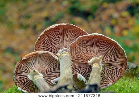armillaria mellea mushroom cluster in the forest
