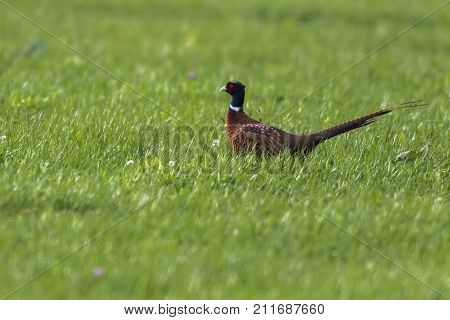 Common Pleasant (fasanius Colchicus)