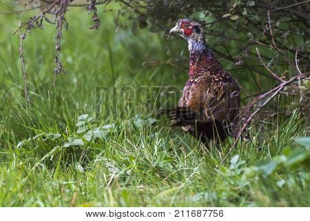 Common Pleasant (fasanius Colchicus)
