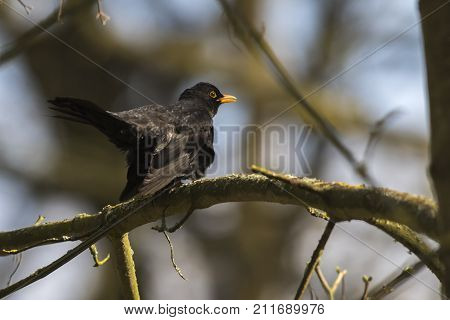 Blackbird (turdus Merula)