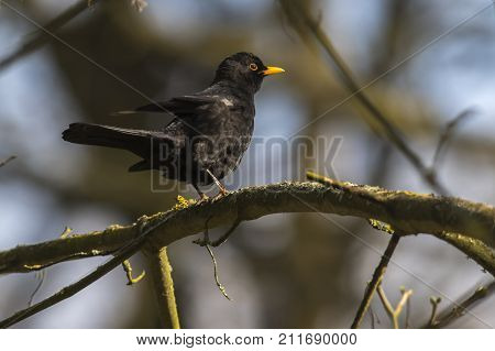 Blackbird (turdus Merula)