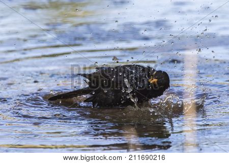 Blackbird (turdus Merula)