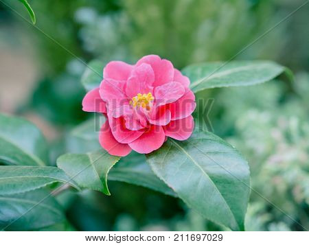 Camellia japonica red flower. Single bud with green leaves