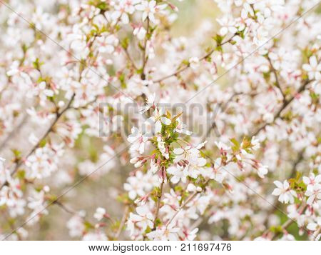 Branch With Blossoms Sakura.