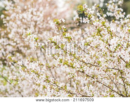 Branch With Blossoms Sakura.