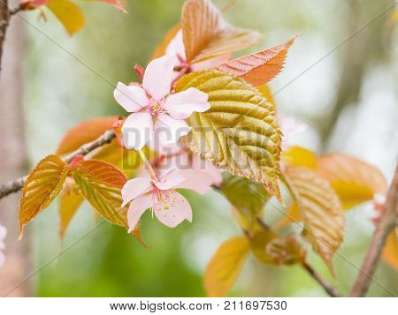 Beautiful Flower Background