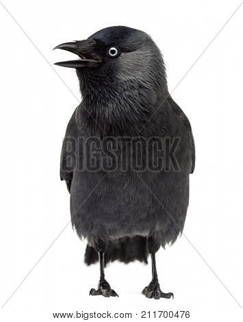 Western Jackdaw looking left with its beak open, Corvus monedula, (or Eurasian Jackdaw, or European Jackdaw or simply Jackdaw) against white background