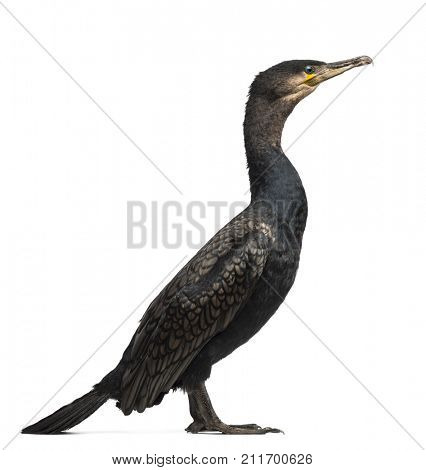 Side view of a Great Cormorant, Phalacrocorax carbo, also known as the Great Black Cormorant against white background