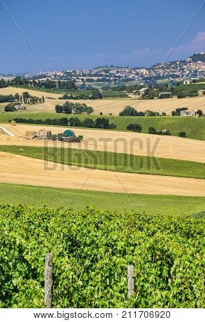 Rural landscape along the road from Montefano to Castelfidardo (Ancona Marches Italy) at summer.