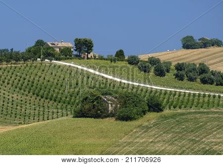Rural landscape along the road from Montecassiano to Montefano (Ancona Marches Italy) at summer.
