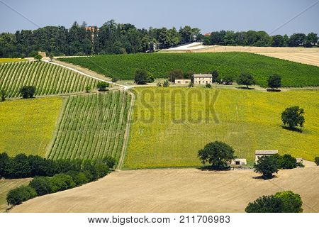 Rural landscape along the road from Appignano to Montecassiano (Ancona Marches Italy) at summer.