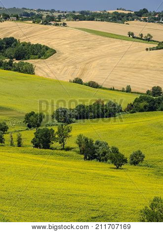 Rural landscape along the road from Ostra to Jesi (Ancona Marches Italy) near Belvedere Ostrense at summer.