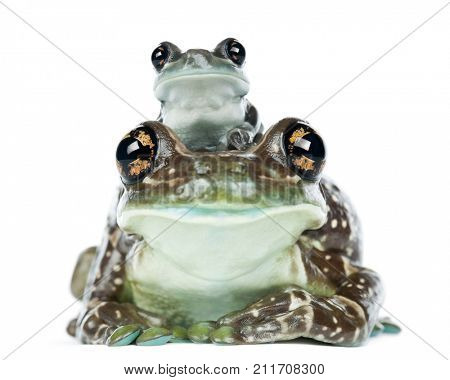 Female Amazon Milk Frog with young, Trachycephalus resinifictrix, portrait against white background