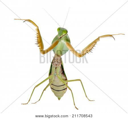 Female Praying Mantis, Rhombodera Basalis, in front of white background