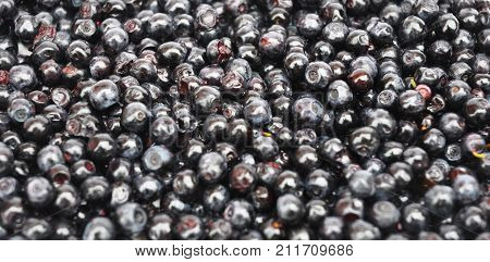 Close up on Blueberry with background. Vaccinium myrtillus commonly called bilberry huckleberry or European blueberry.