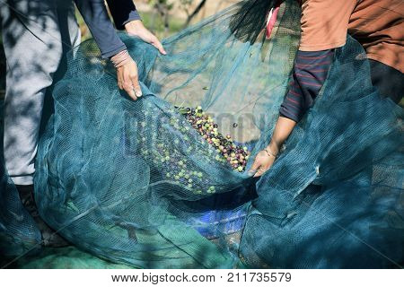 closeup of a young caucasian man and a young caucasian woman carrying a net full of arbequina olives during the harvesting in an olive grove in Catalonia, Spain