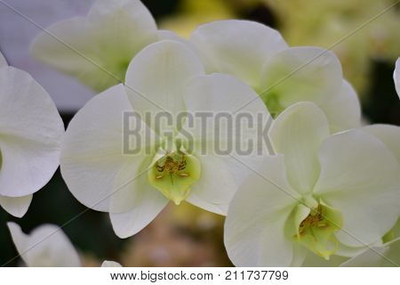 Orchid is queen of flowers . Orchid in tropical garden.