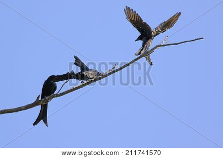 Image of Black Drongo(Dicrurus macrocercus) on a twig on a blue background.. Bird Wild Animals.