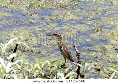 Little bittern (Ixobrychus minutus) on the lake close-up.