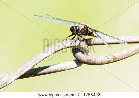 The vagrant darter (Sympetrum vulgatum) European dragonfly. Dragonfly with an ant