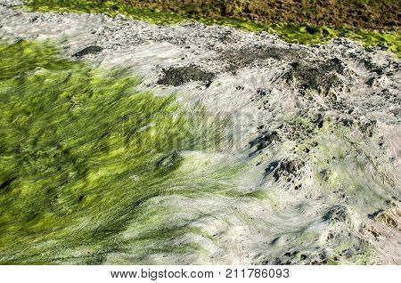 Sea rock surface with wet green and white filamentous chlorophyta algae closeup as natural background