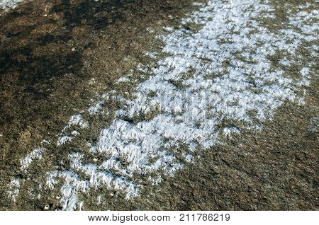 Sea rock surface with wet white filamentous chlorophyta algae closeup as natural background