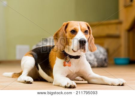 Dog of the Beagle breed aged 2 years lies on the floor