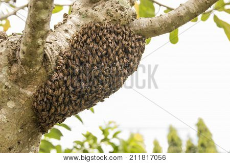 Background bees were nesting in the trees.