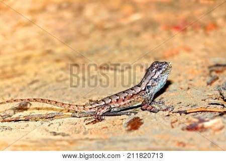 Fence Lizard (Sceloporus undulatus) in southern Illinois.