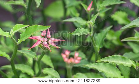 Flower and green plant concept - Pink flower of PEDILANTHUS BRACTEATUS or love bird plant with green leaf and copy space