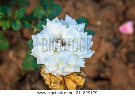Early morning beautiful rose flower garden, dew on roses with awesome colors and verify with closer look, around fifty of verity of roses in this garden in New Delhi, India