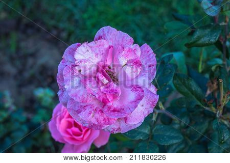 Early morning beautiful rose flower garden, dew on roses with awesome colors and verify with closer look, around fifty of verity of roses in this garden in New Delhi, India