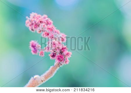 Rhus typhina single flower over blurred green background. Shallow depth of field.