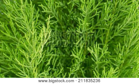 Green plant and nature tree background concept - Close up of green pine or juniper tree in garden Use for green pine artwork content