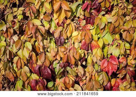 Colorful backround image of fallen autumn leaves perfect for seasonal use