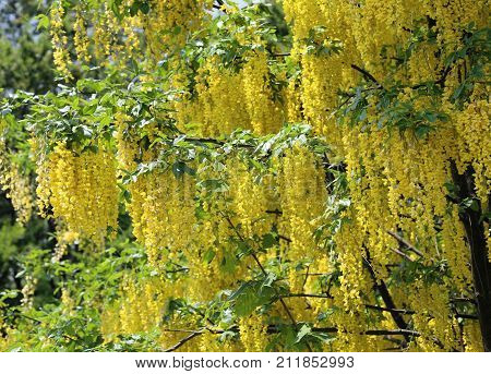 Yellow Flowers Of Laburnum Tree In Bloom In Spring