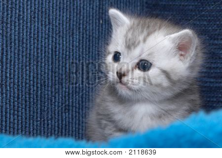 Yavru kedi